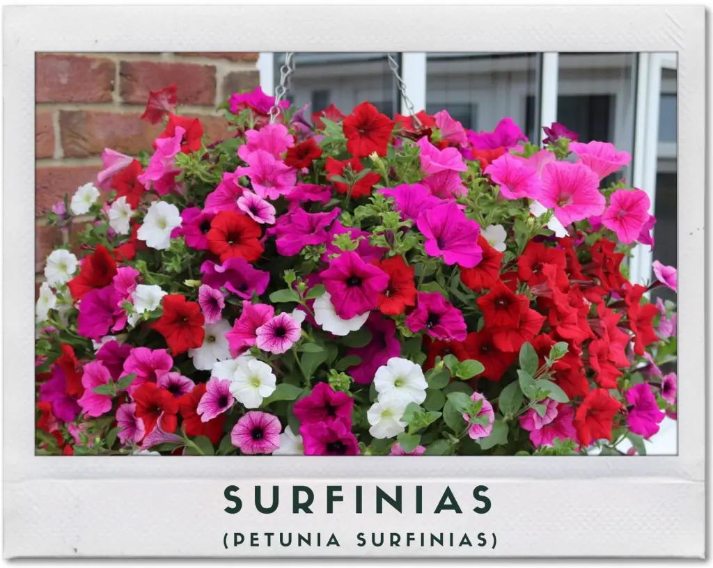 Planta surfinias